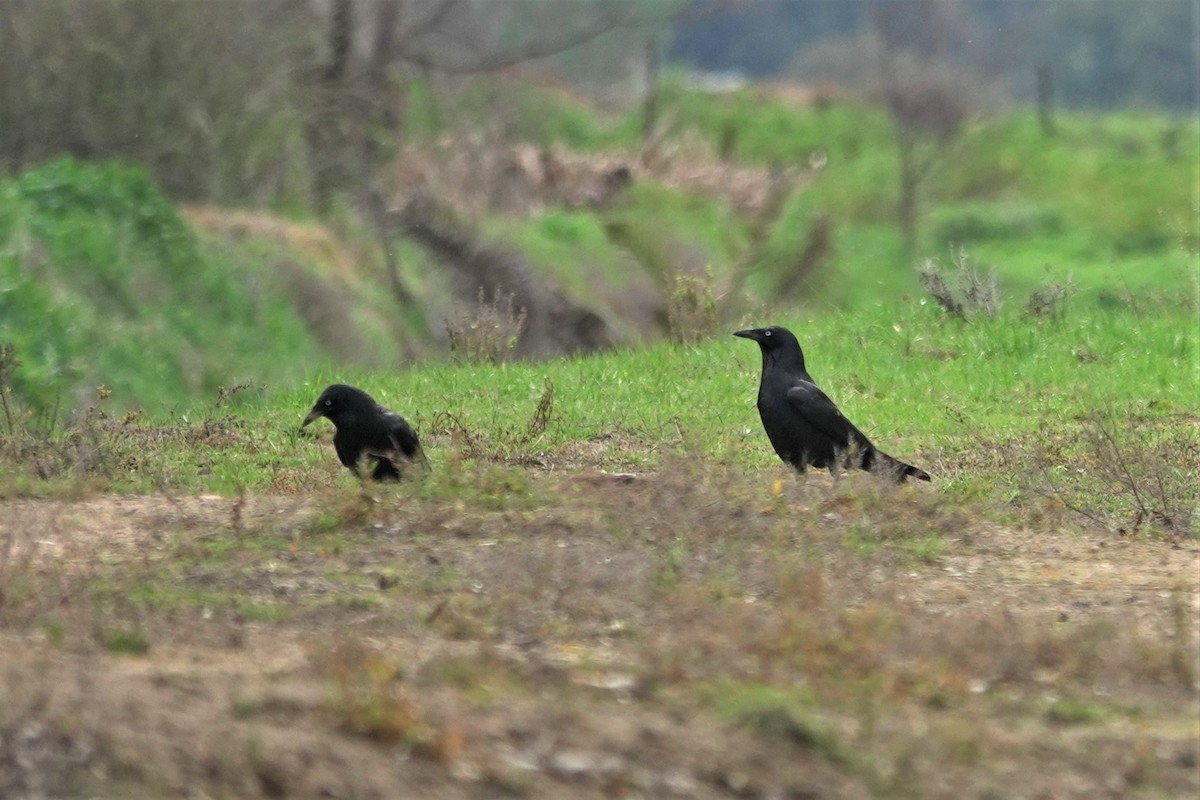 Australian Raven - ML623662348