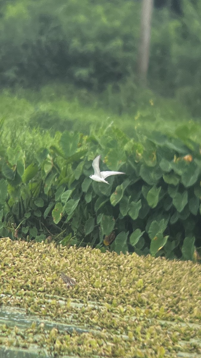 Whiskered Tern - ML623662374