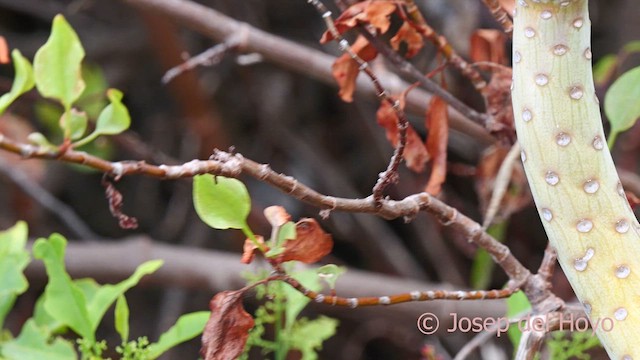 Canary Islands Chiffchaff - ML623662377