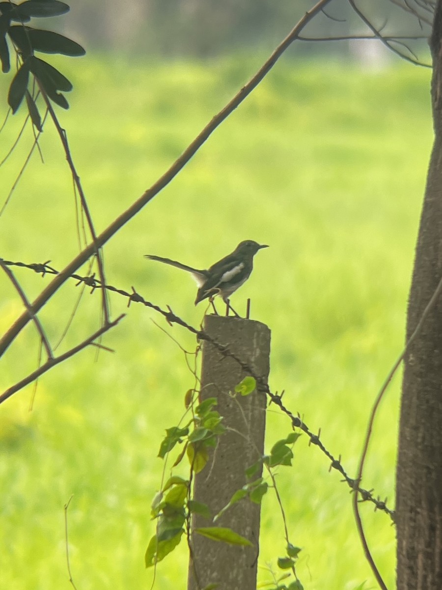 Oriental Magpie-Robin - ML623662385