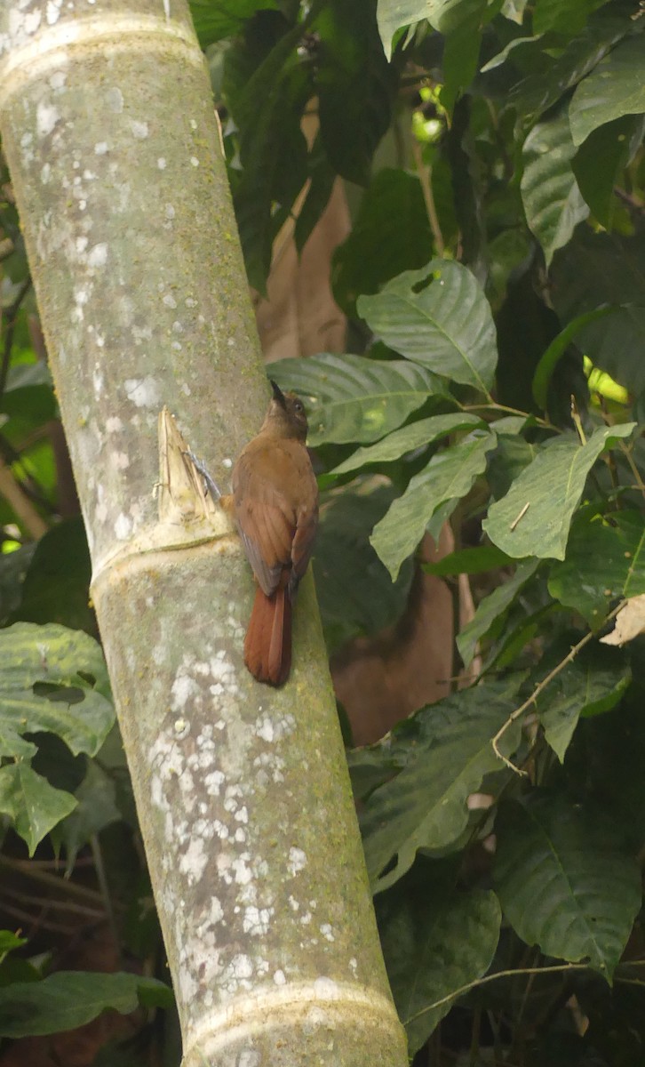 Plain-brown Woodcreeper - ML623662397