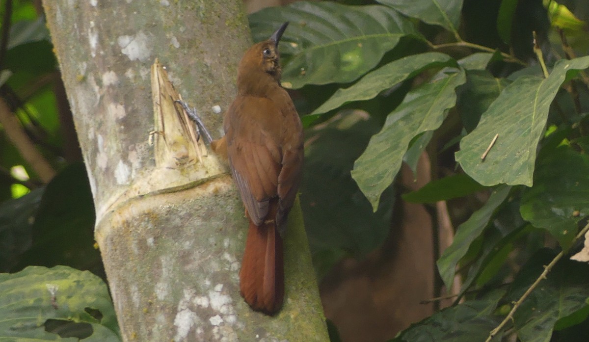 Plain-brown Woodcreeper - ML623662398