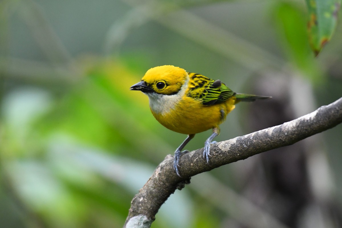 Silver-throated Tanager - ML623662399