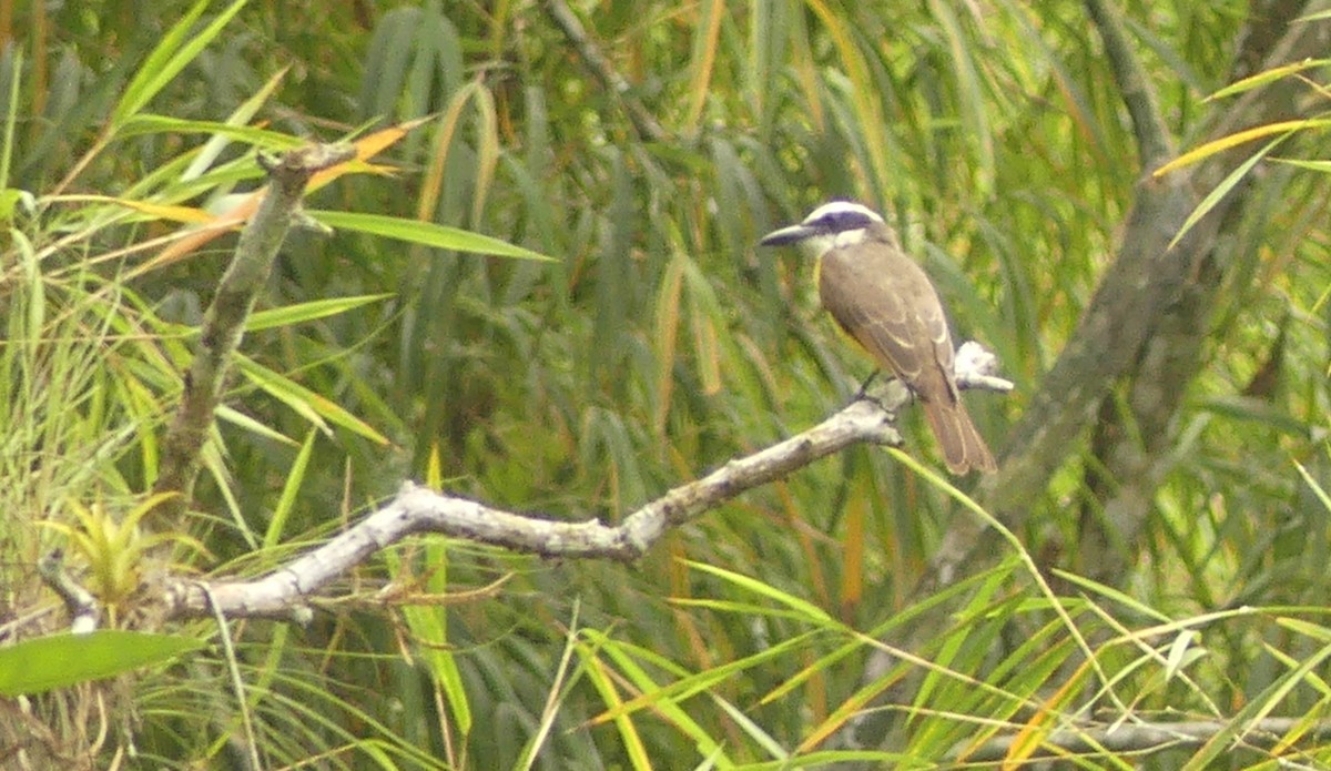 Boat-billed Flycatcher - ML623662403