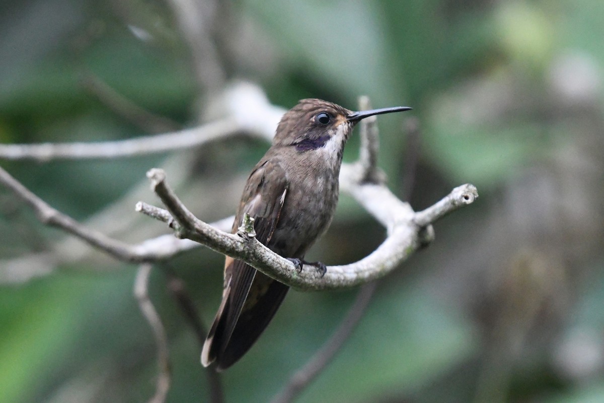 Brown Violetear - ML623662409