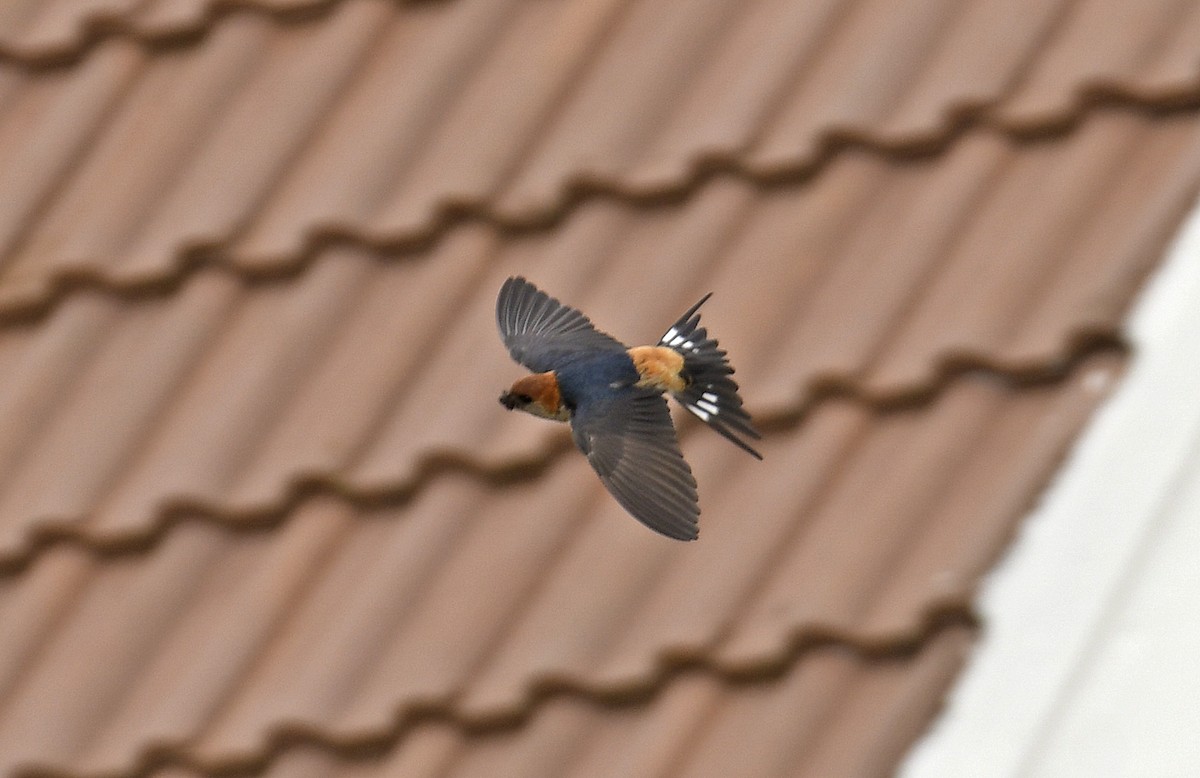 Greater Striped Swallow - ML623662426