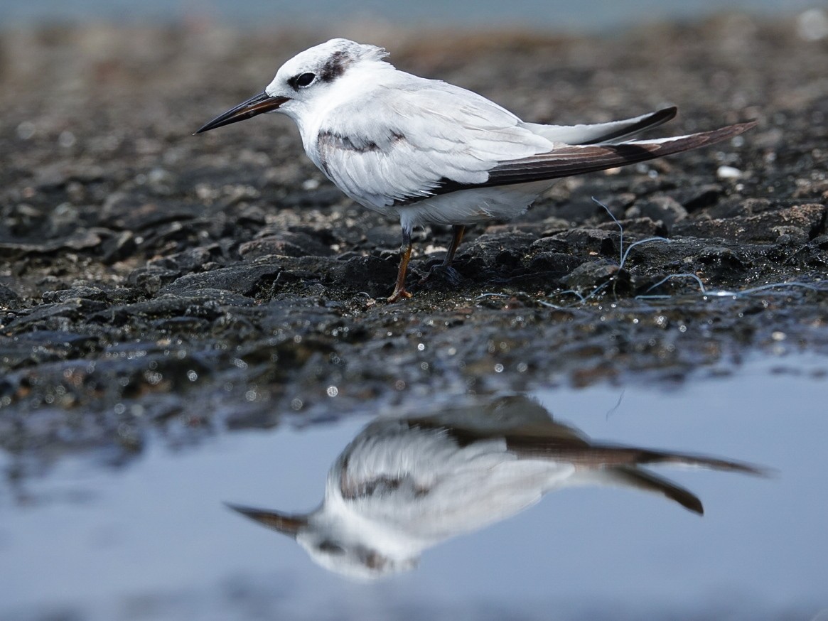 Saunders's Tern - ML623662481