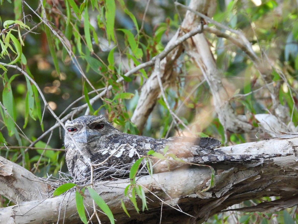 Papuan Frogmouth - Monica Mesch