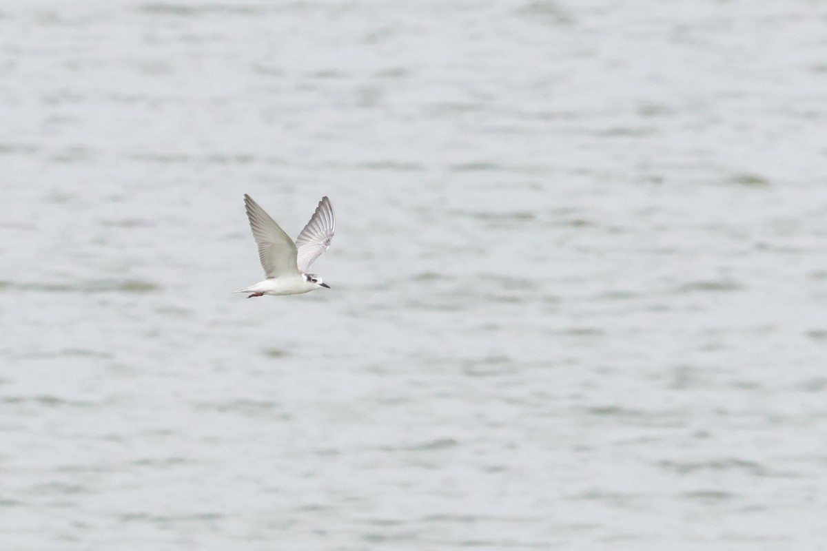 Whiskered Tern - ML623662504