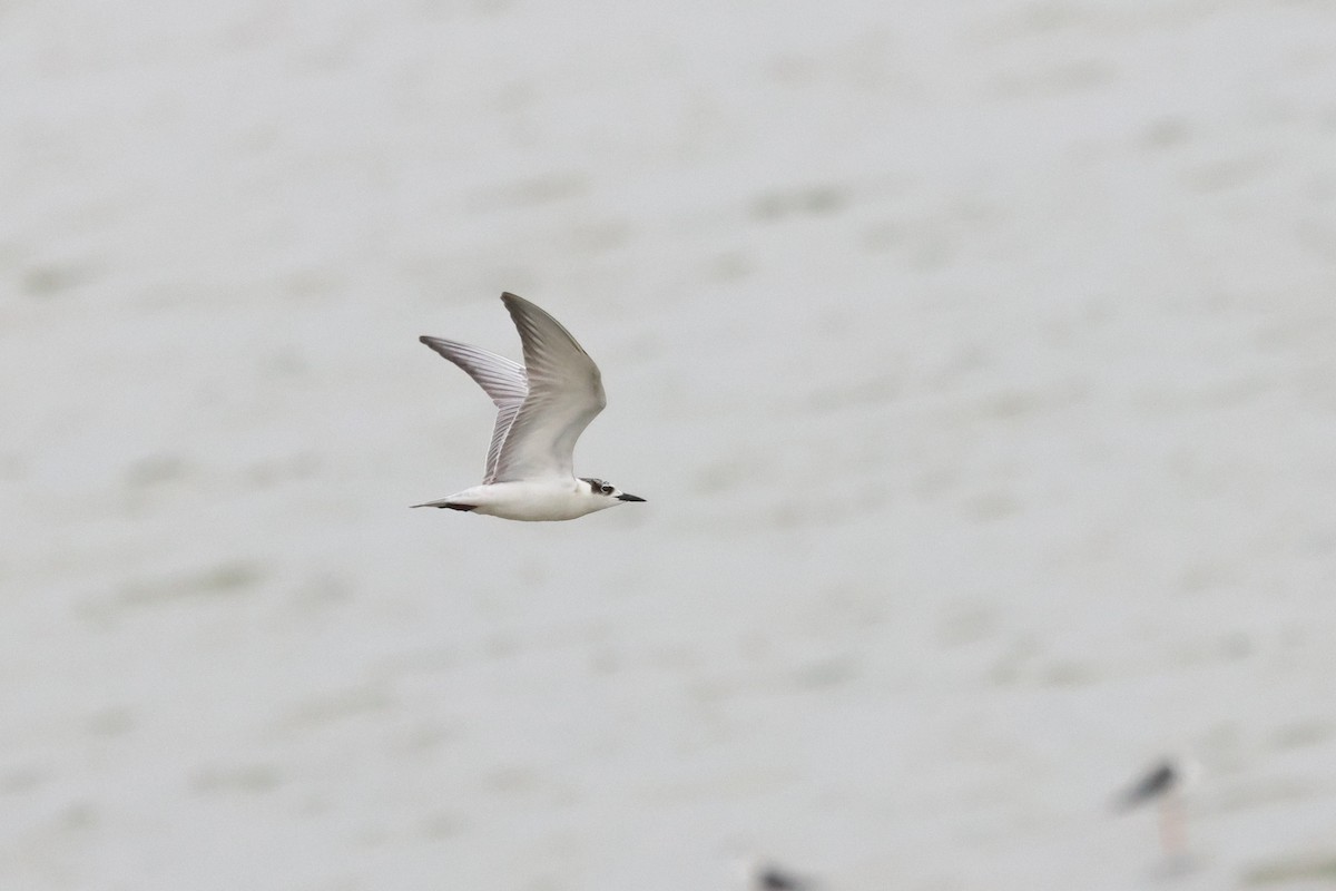 Whiskered Tern - ML623662507