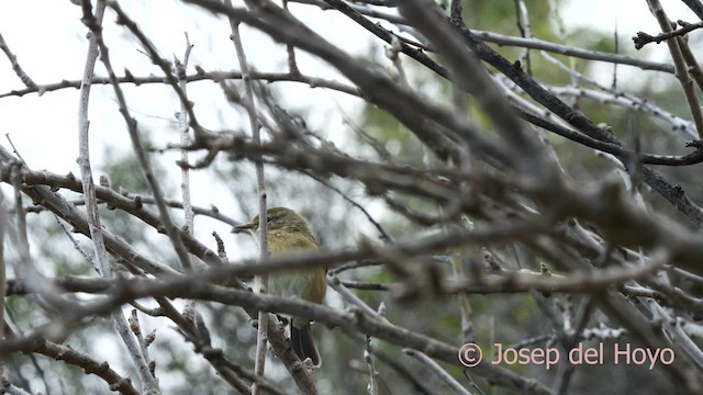 Canary Islands Chiffchaff - ML623662522
