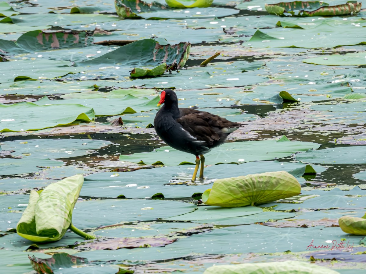 Gallinule poule-d'eau - ML623662604