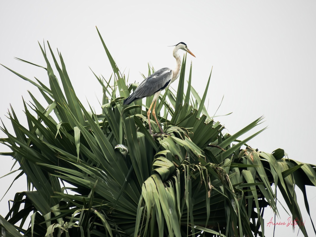 Gray Heron - Arunava Dutta