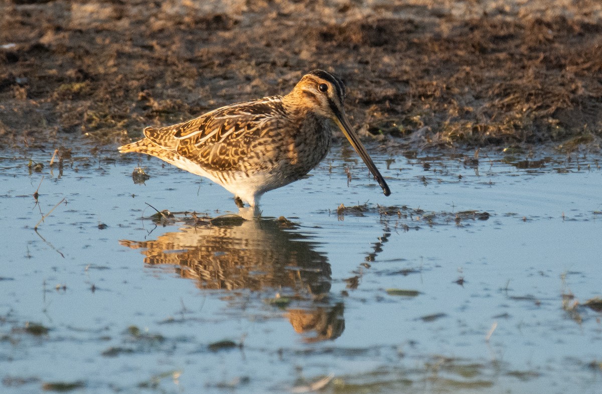 Common Snipe - ML623662623