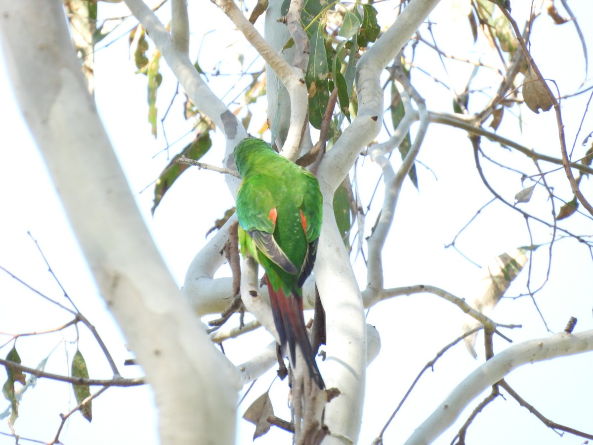 Swift Parrot - ML623662643