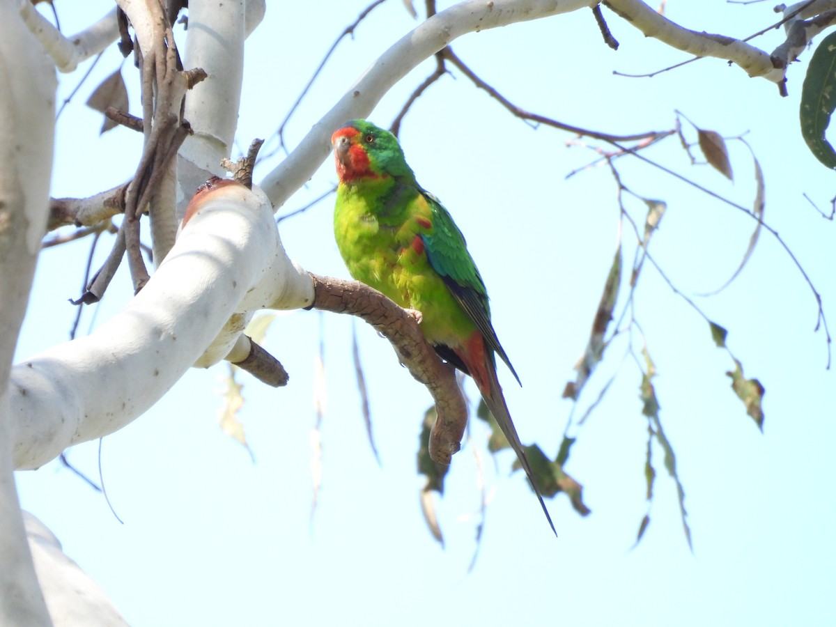 Swift Parrot - ML623662644