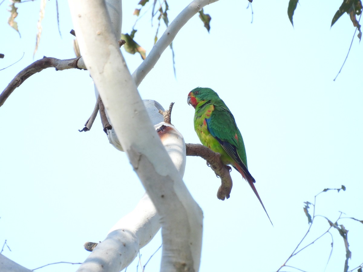 Swift Parrot - ML623662645