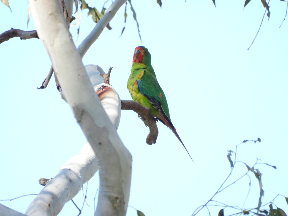 Swift Parrot - ML623662646