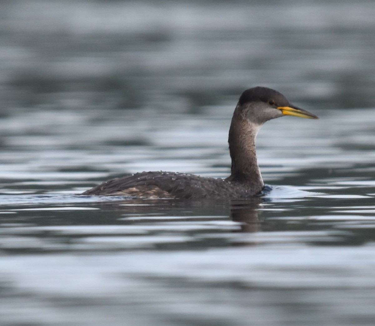 Red-necked Grebe - Keith Ewing