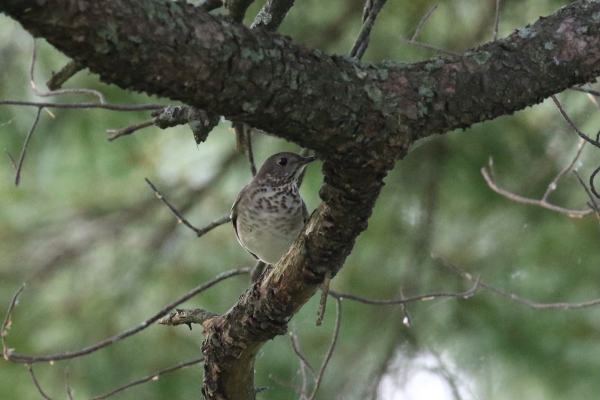 Gray-cheeked Thrush - ML623662676