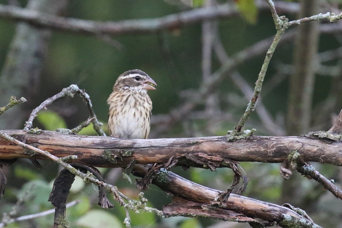 Rose-breasted Grosbeak - ML623662694