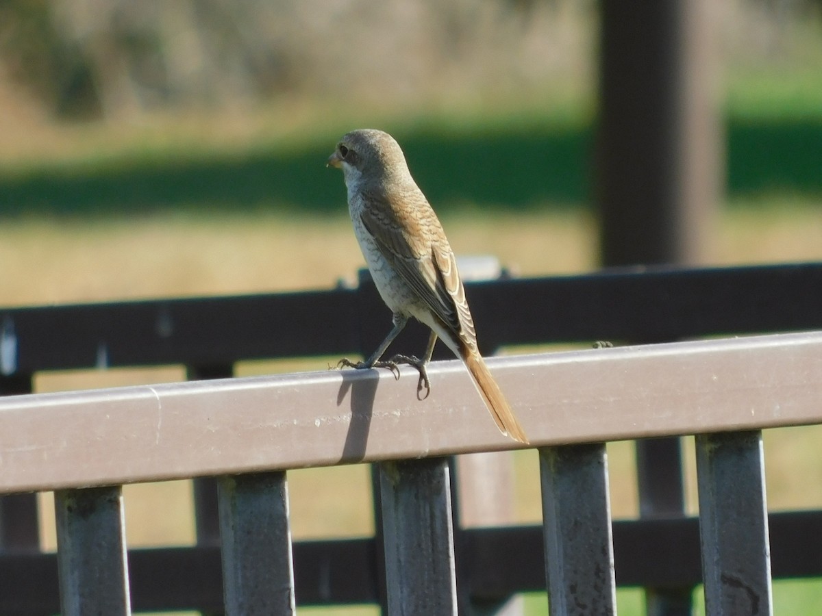 Red-backed Shrike - ML623662695