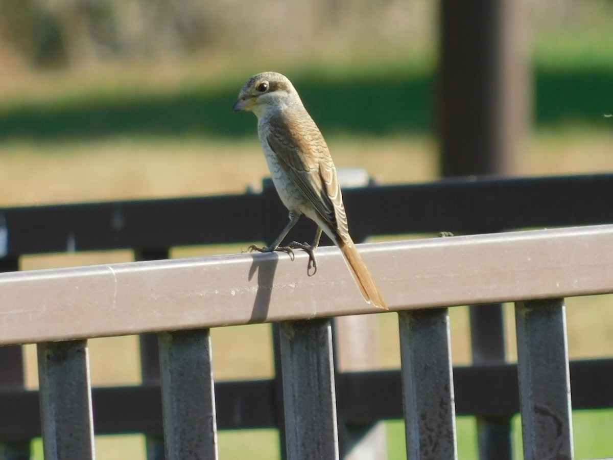 Red-backed Shrike - ML623662696