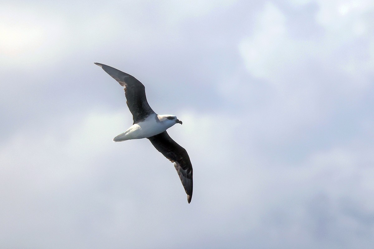 White-headed Petrel - Roksana and Terry