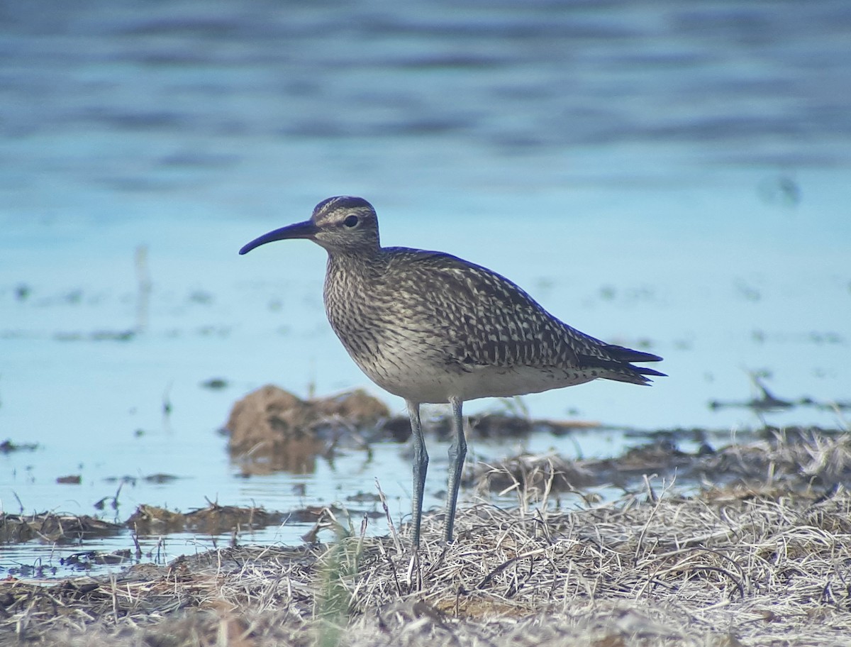 Courlis corlieu (variegatus/rogachevae) - ML623662731