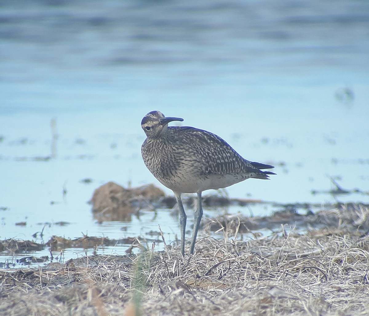 Courlis corlieu (variegatus/rogachevae) - ML623662732