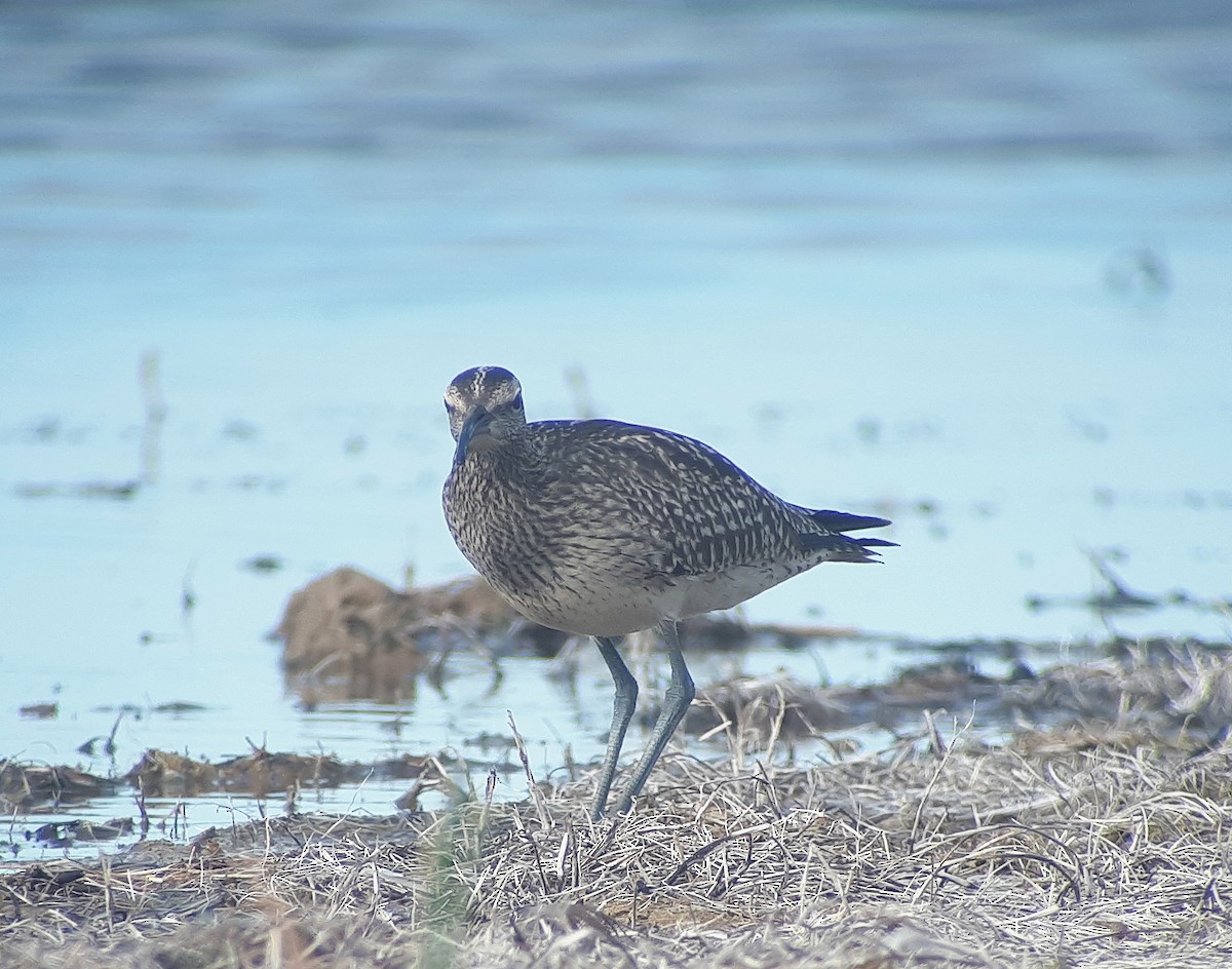 Whimbrel (Siberian) - Paul Holt