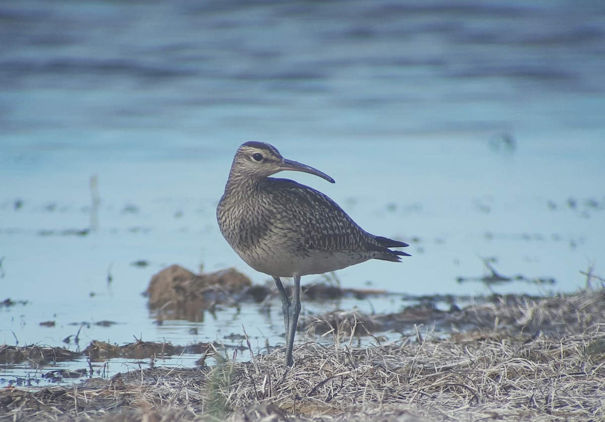 Courlis corlieu (variegatus/rogachevae) - ML623662734