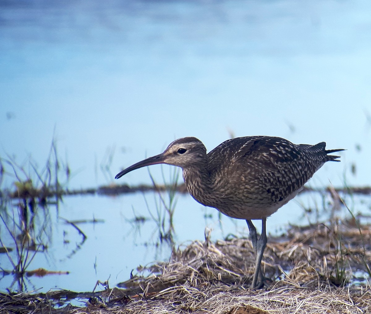 Courlis corlieu (variegatus/rogachevae) - ML623662735