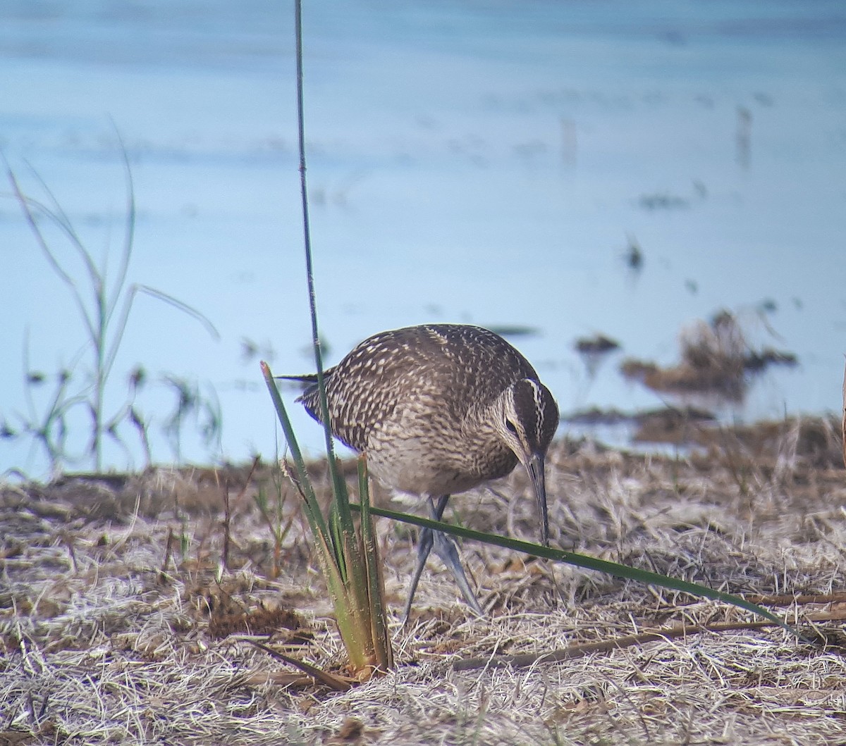 Whimbrel (Siberian) - Paul Holt