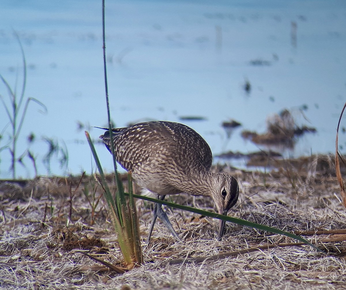 Courlis corlieu (variegatus/rogachevae) - ML623662738