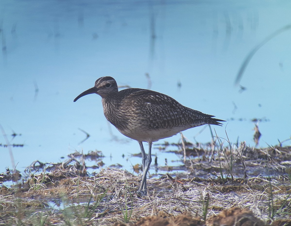 Courlis corlieu (variegatus/rogachevae) - ML623662740