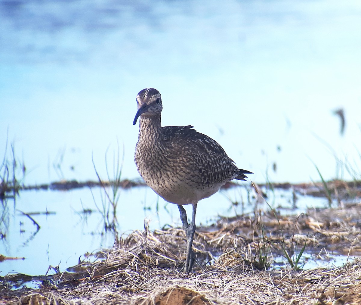 Courlis corlieu (variegatus/rogachevae) - ML623662741