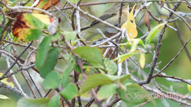 Canary Islands Chiffchaff - ML623662742