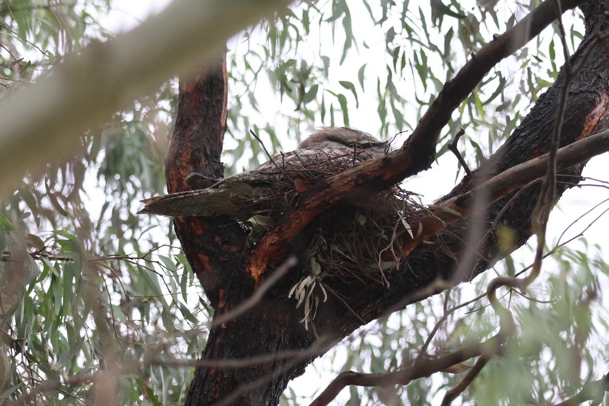 Tawny Frogmouth - ML623662768