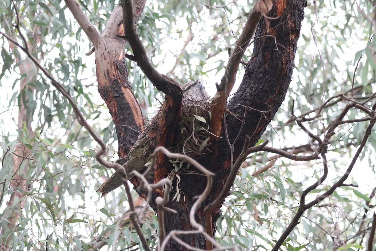 Tawny Frogmouth - ML623662772