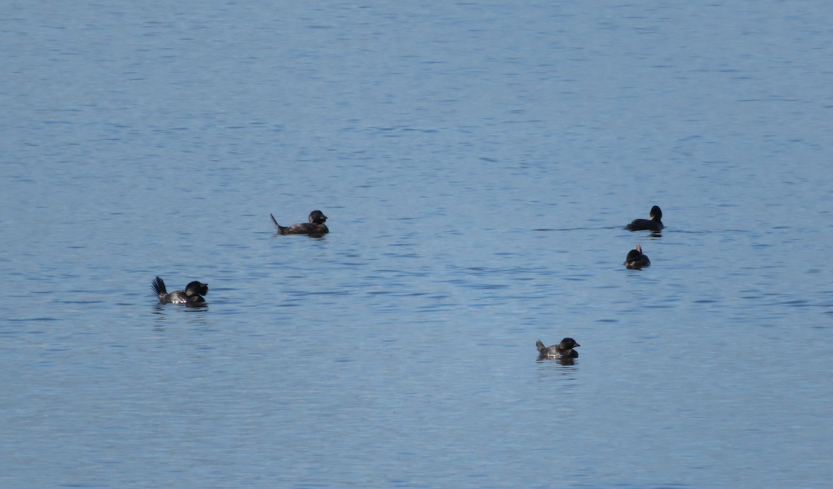 Musk Duck - ML623662919