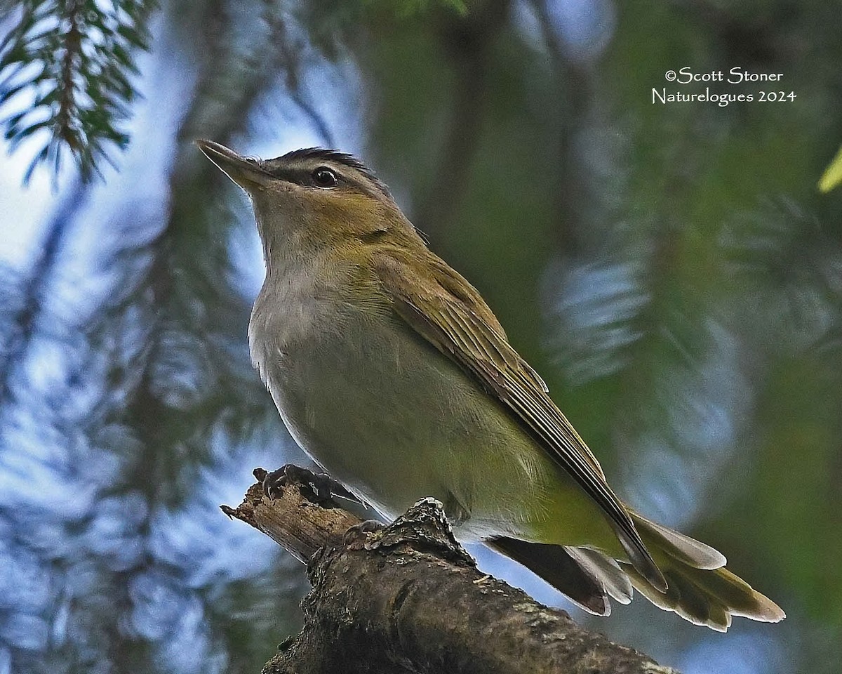 Red-eyed Vireo - ML623662938