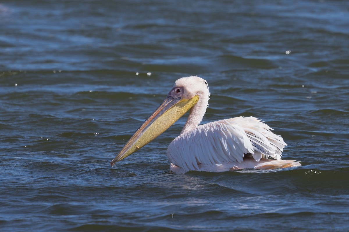 Great White Pelican - Mike “Champ” Krzychylkiewicz