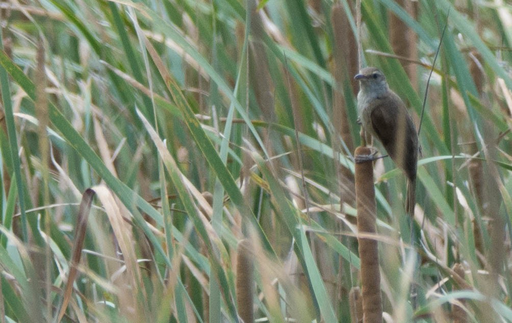 Great Reed Warbler - ML623662967