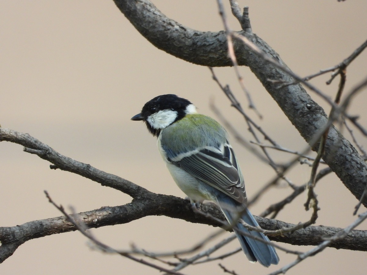 Japanese Tit - ML623662971