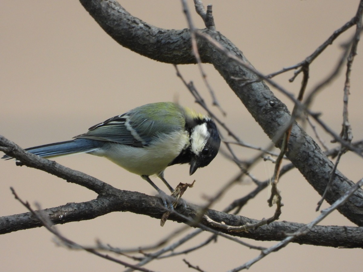 Japanese Tit - ML623662972