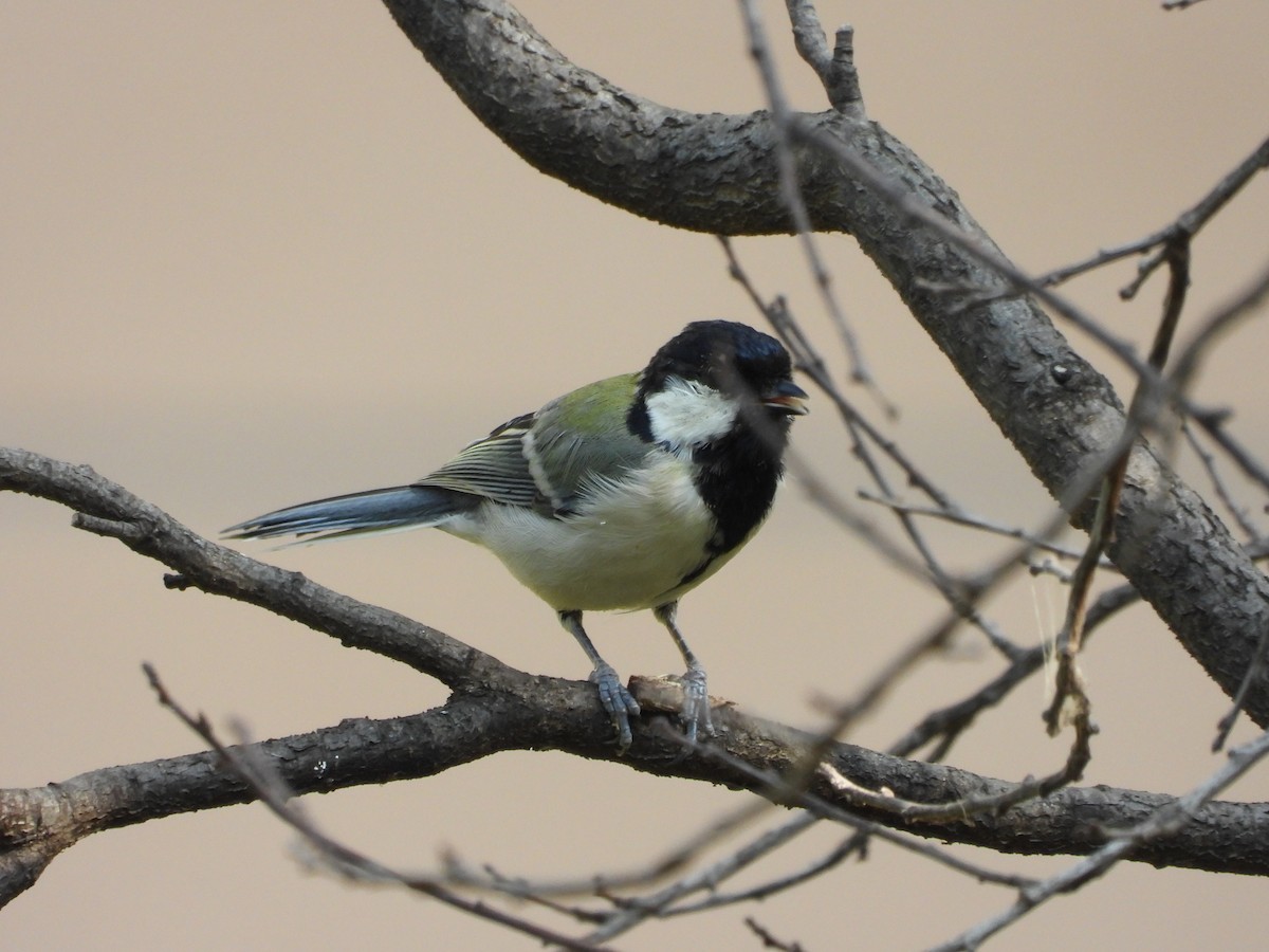 Japanese Tit - ML623662973