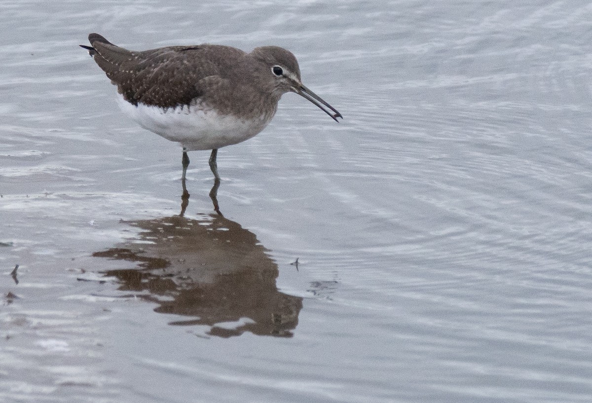 Green Sandpiper - George Dunbar