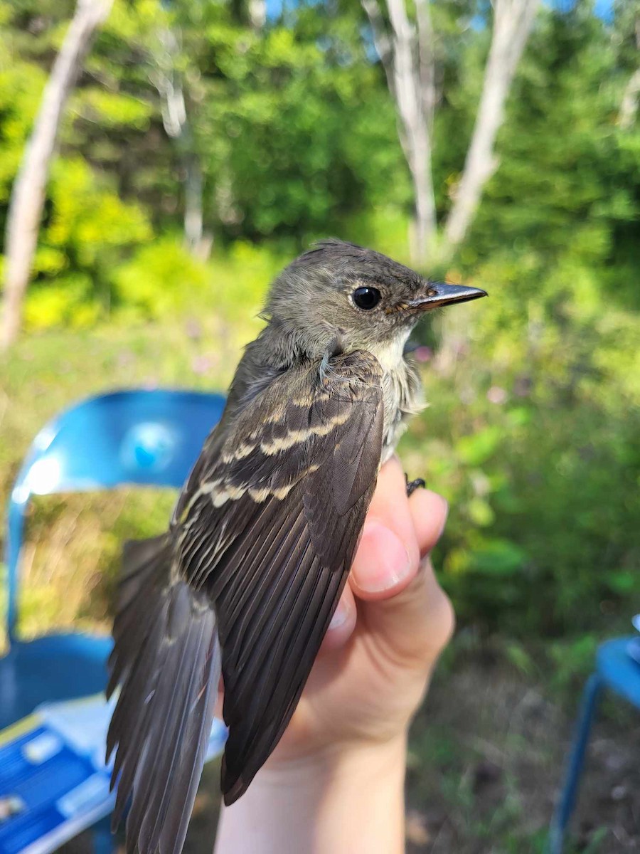 Eastern Wood-Pewee - ML623662995