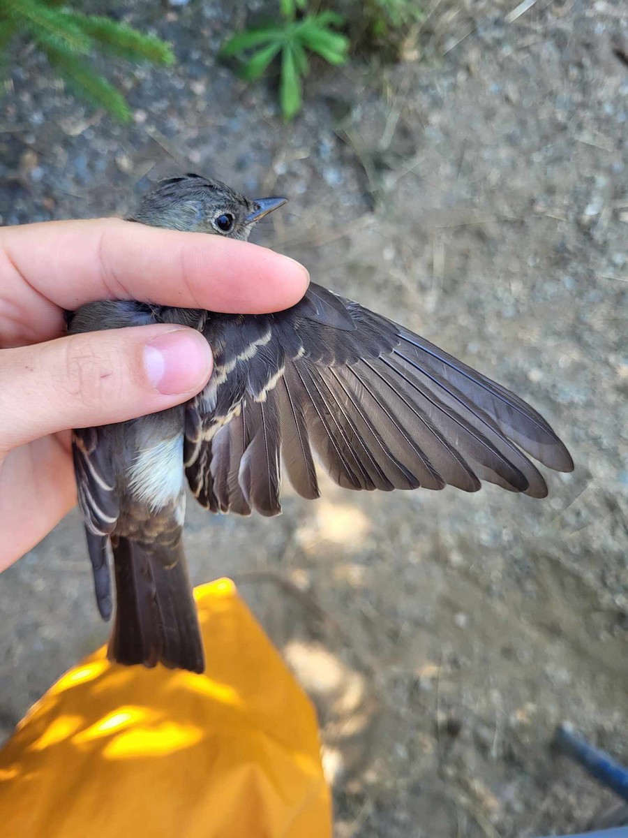 Eastern Wood-Pewee - ML623662999